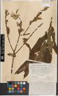 Foto von Salix caprea L. x Salix viminalis L.